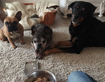 HUnde Medikamente